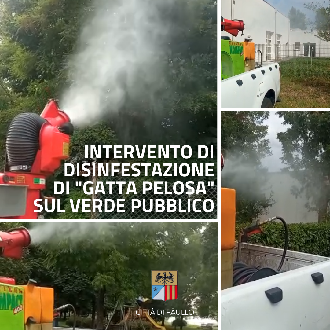 Intervento di disinfestazione della "gatta pelosa" sul verde pubblico